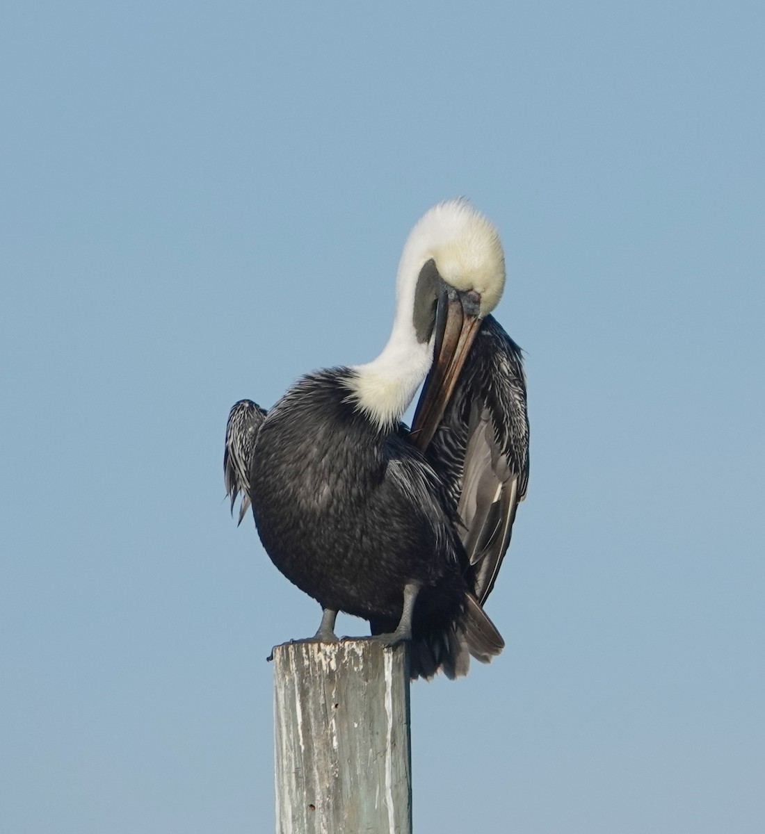 Brown Pelican - ML77412661