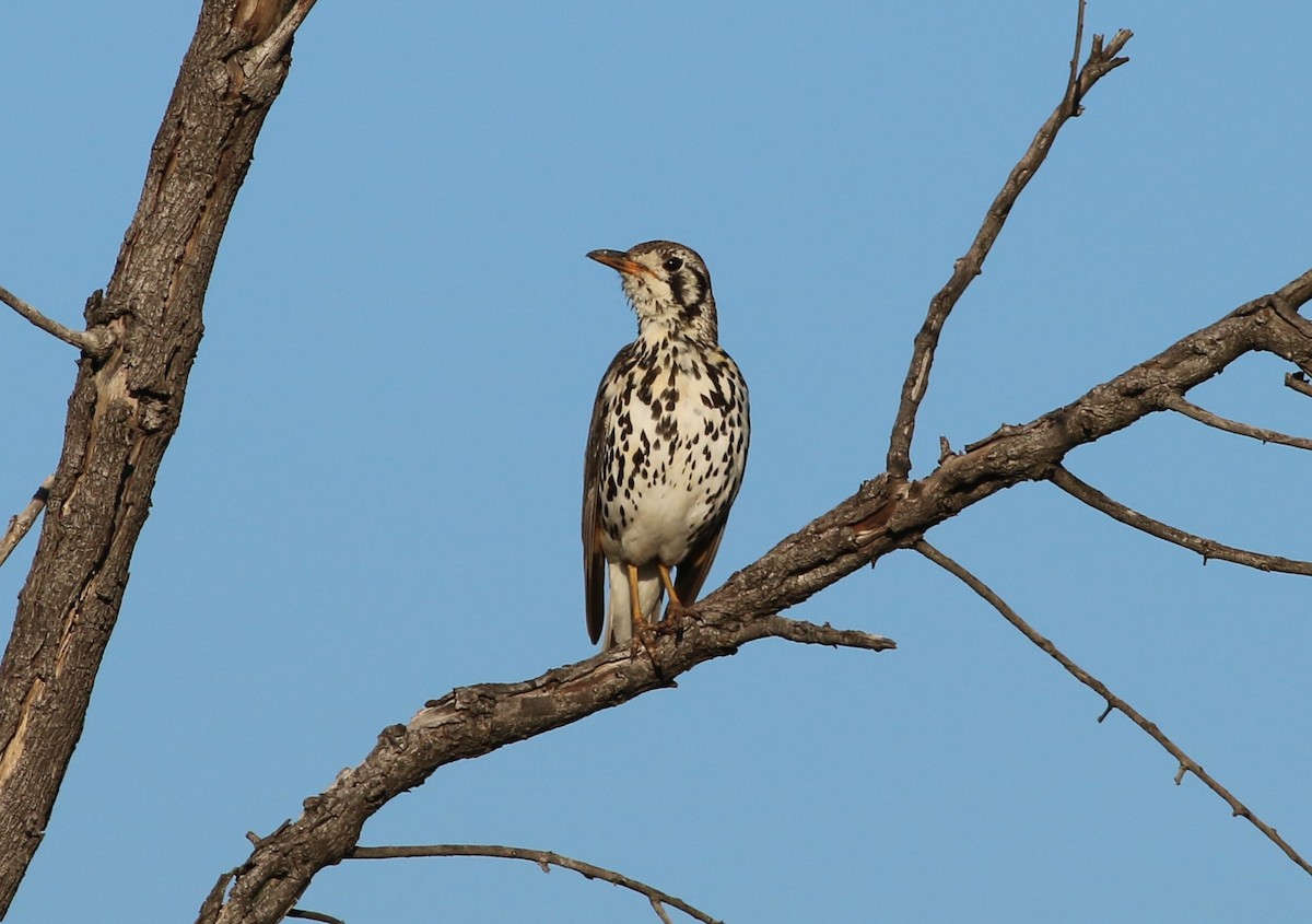 Groundscraper Thrush - ML77412741