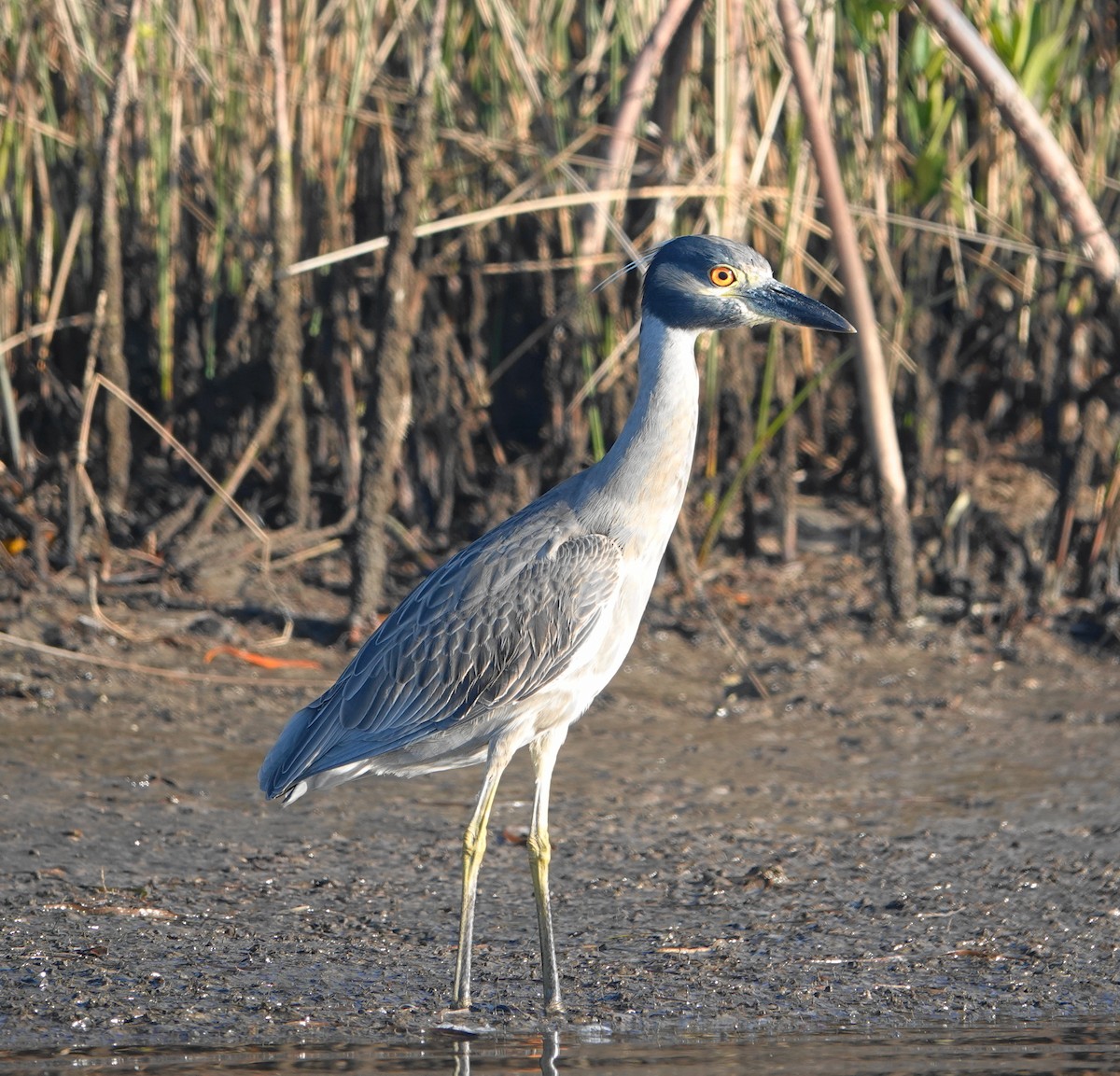 Yellow-crowned Night Heron - ML77412871