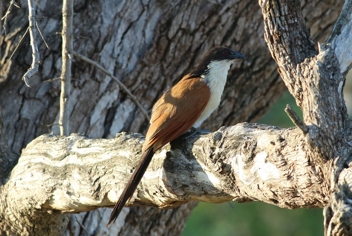 White-browed Coucal (Burchell's) - ML77412971