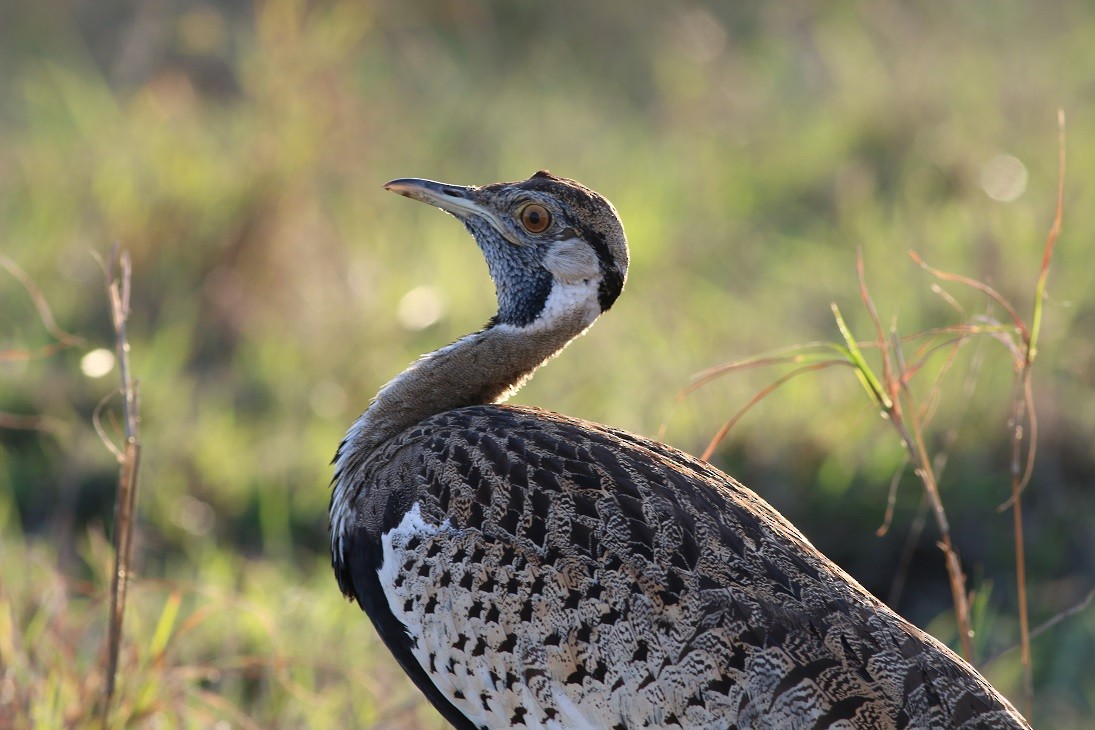 Black-bellied Bustard - ML77413071