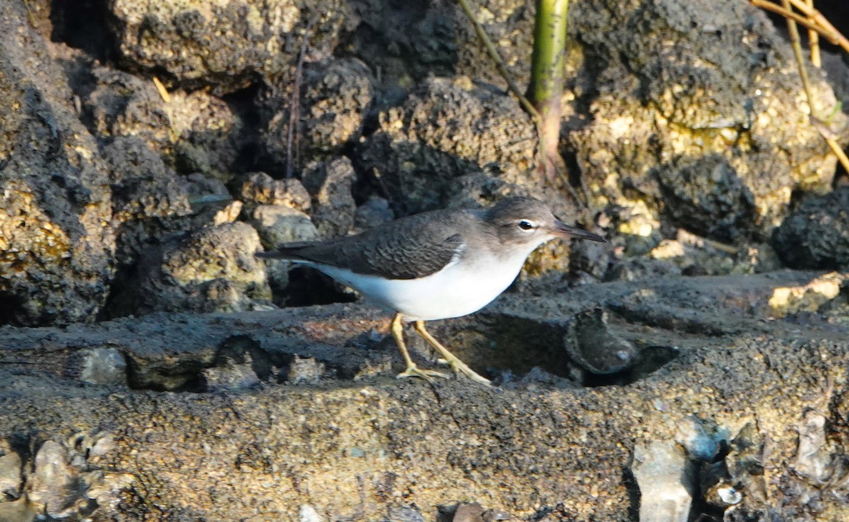 Spotted Sandpiper - ML77413191