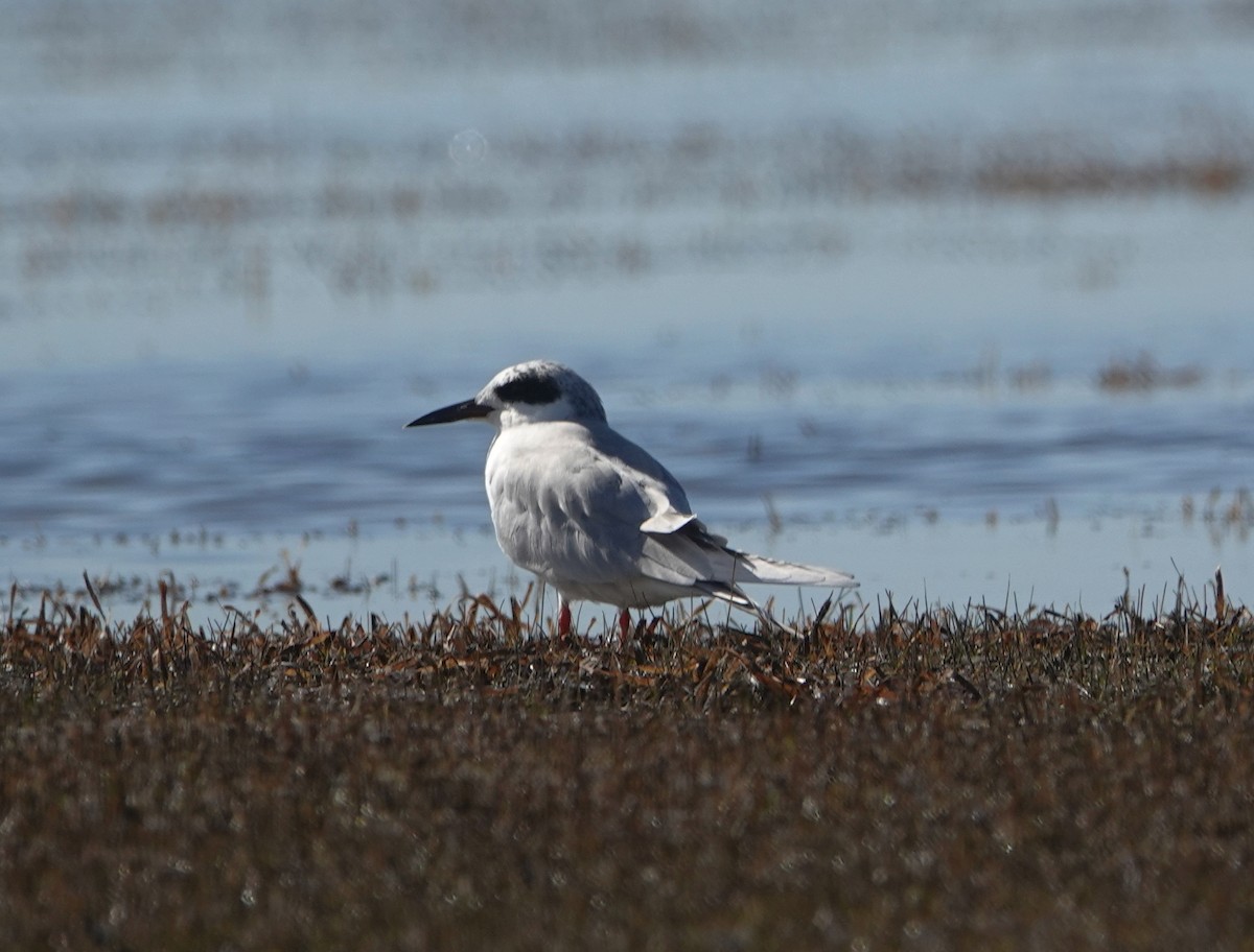Forster's Tern - ML77413241