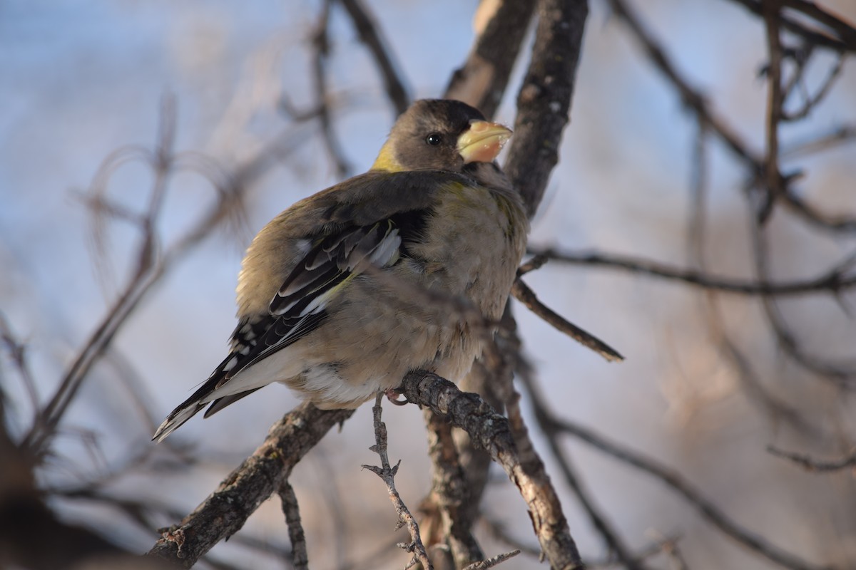 Evening Grosbeak - Russell Rytter