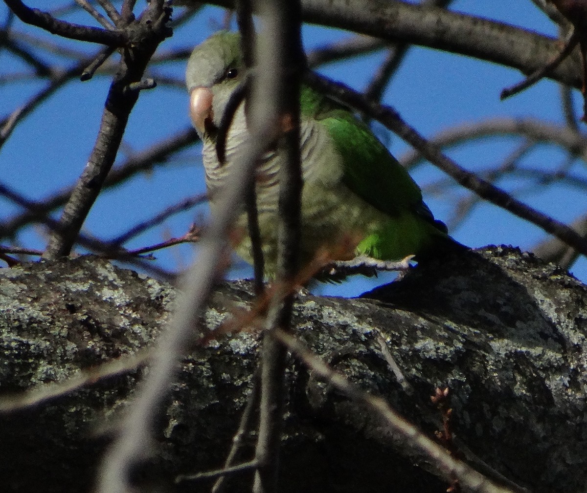 Monk Parakeet - ML77413821