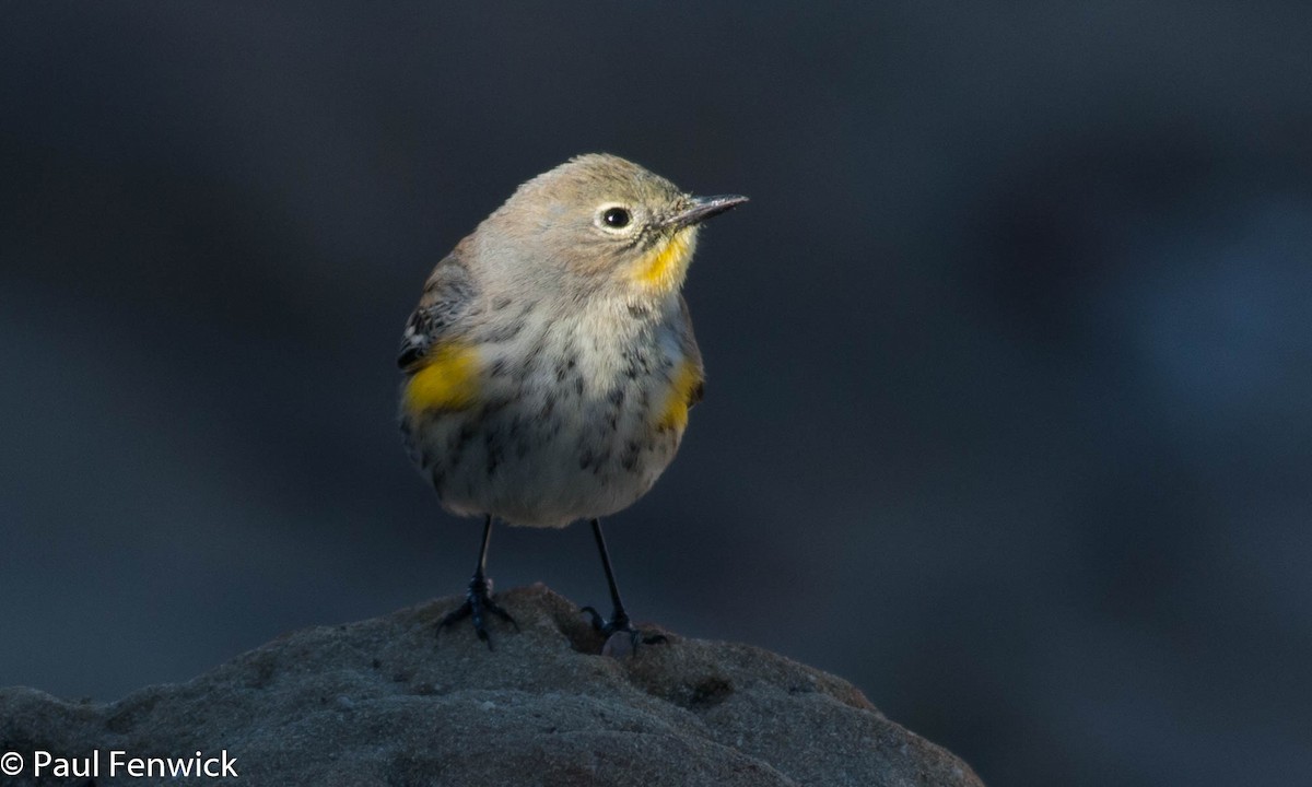 Yellow-rumped Warbler (Audubon's) - ML77413991