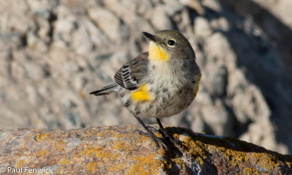 Yellow-rumped Warbler (Audubon's) - ML77414001