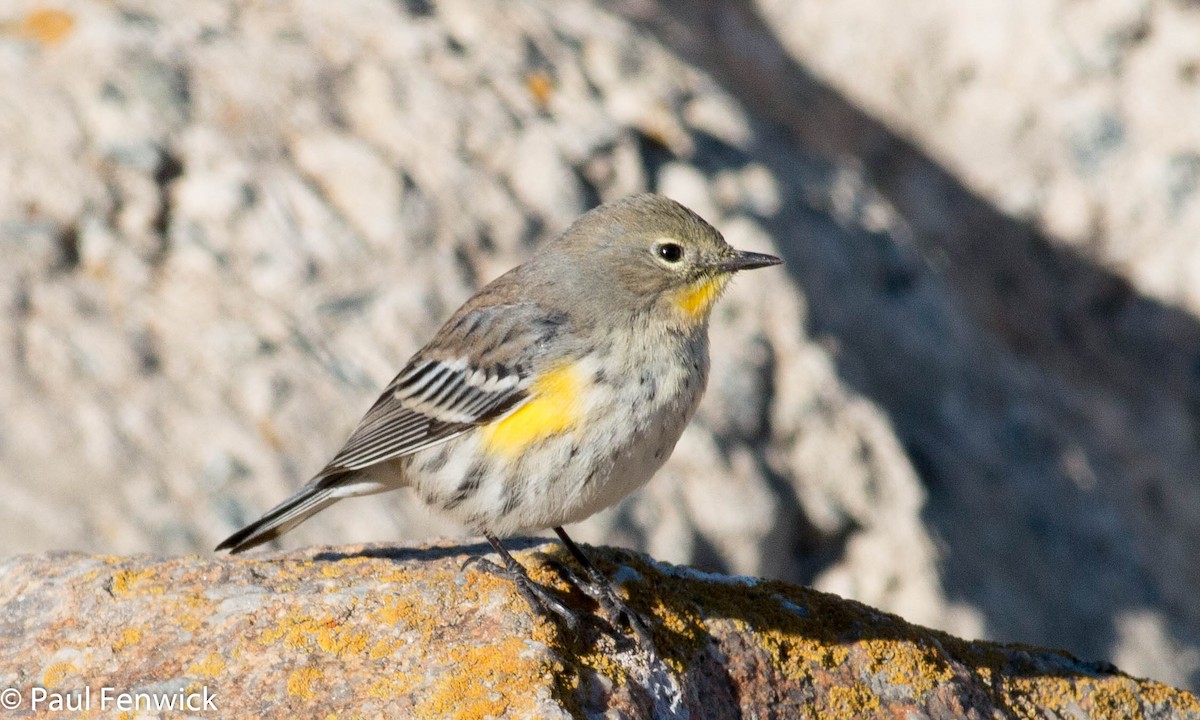 Yellow-rumped Warbler (Audubon's) - ML77414011