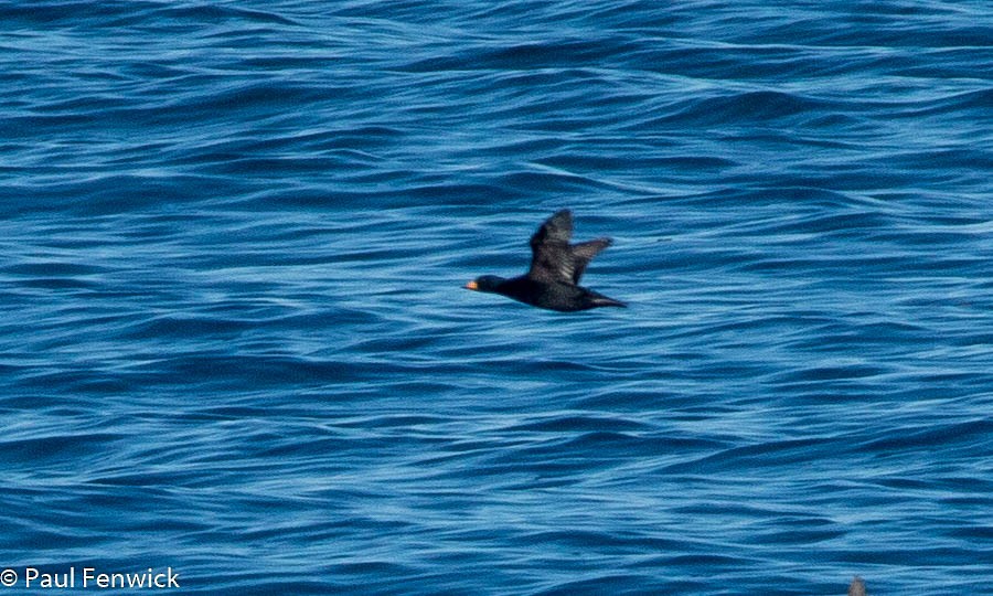 Black Scoter - ML77414321