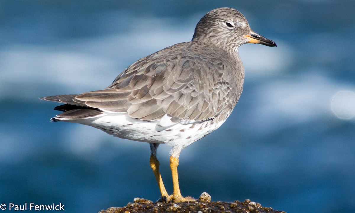 Surfbird - ML77414691