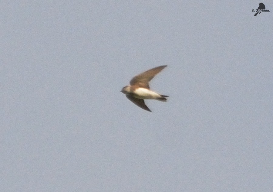 Bank Swallow - ML77418651