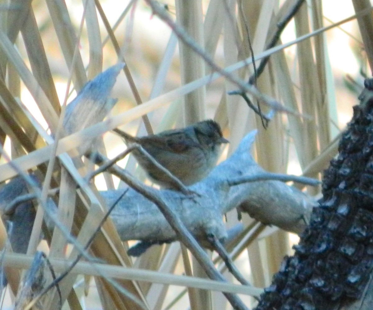 Swamp Sparrow - ML77419291