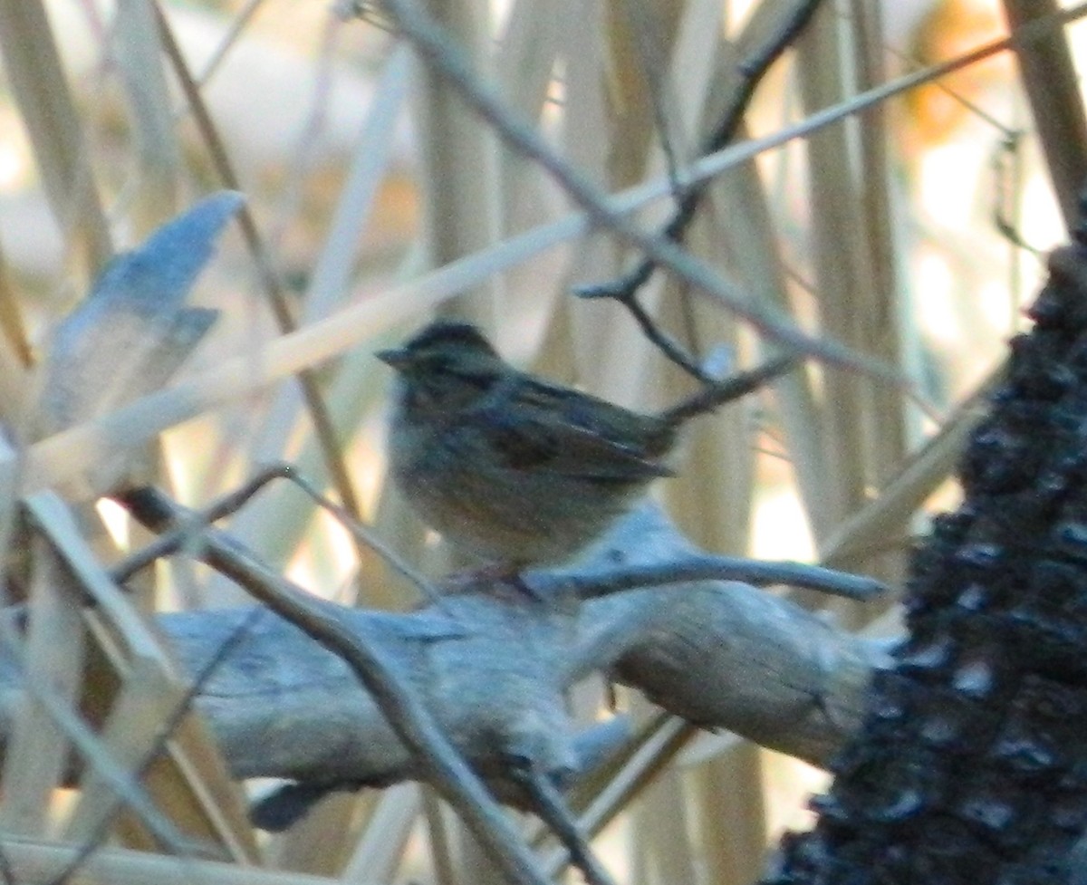 Swamp Sparrow - ML77419301