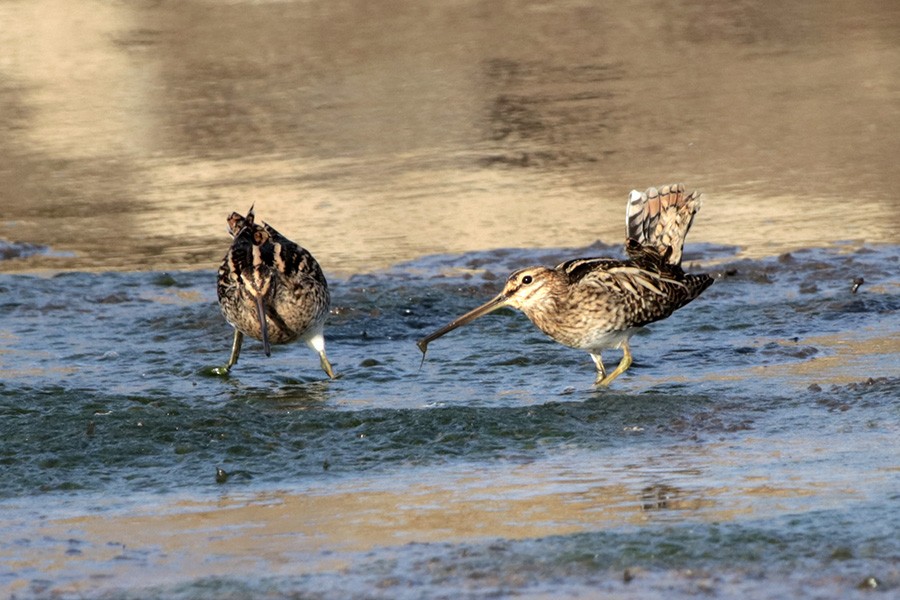 Common Snipe - ML77421761