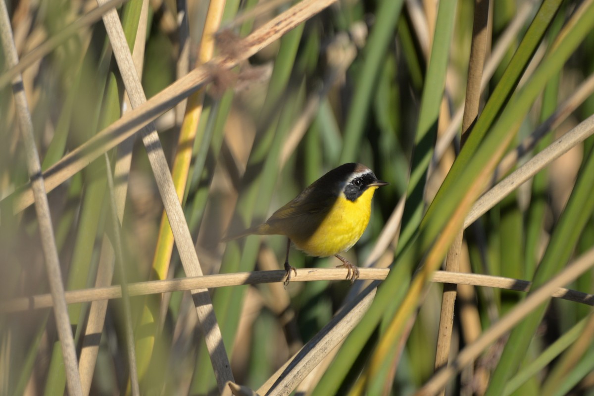 Common Yellowthroat - naaman abreu