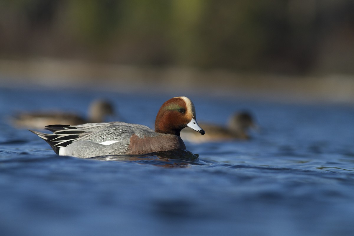 Eurasian Wigeon - Thomas Barbin