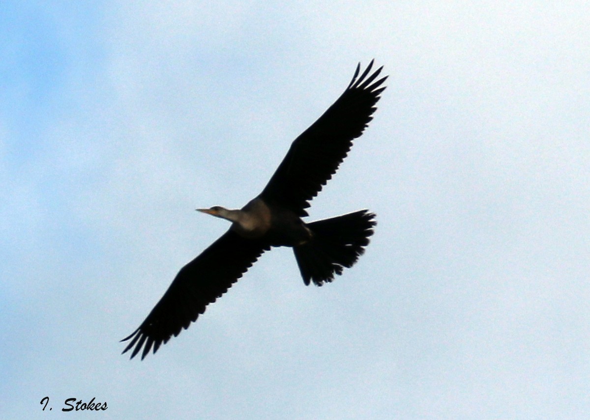 Anhinga Americana - ML77424631