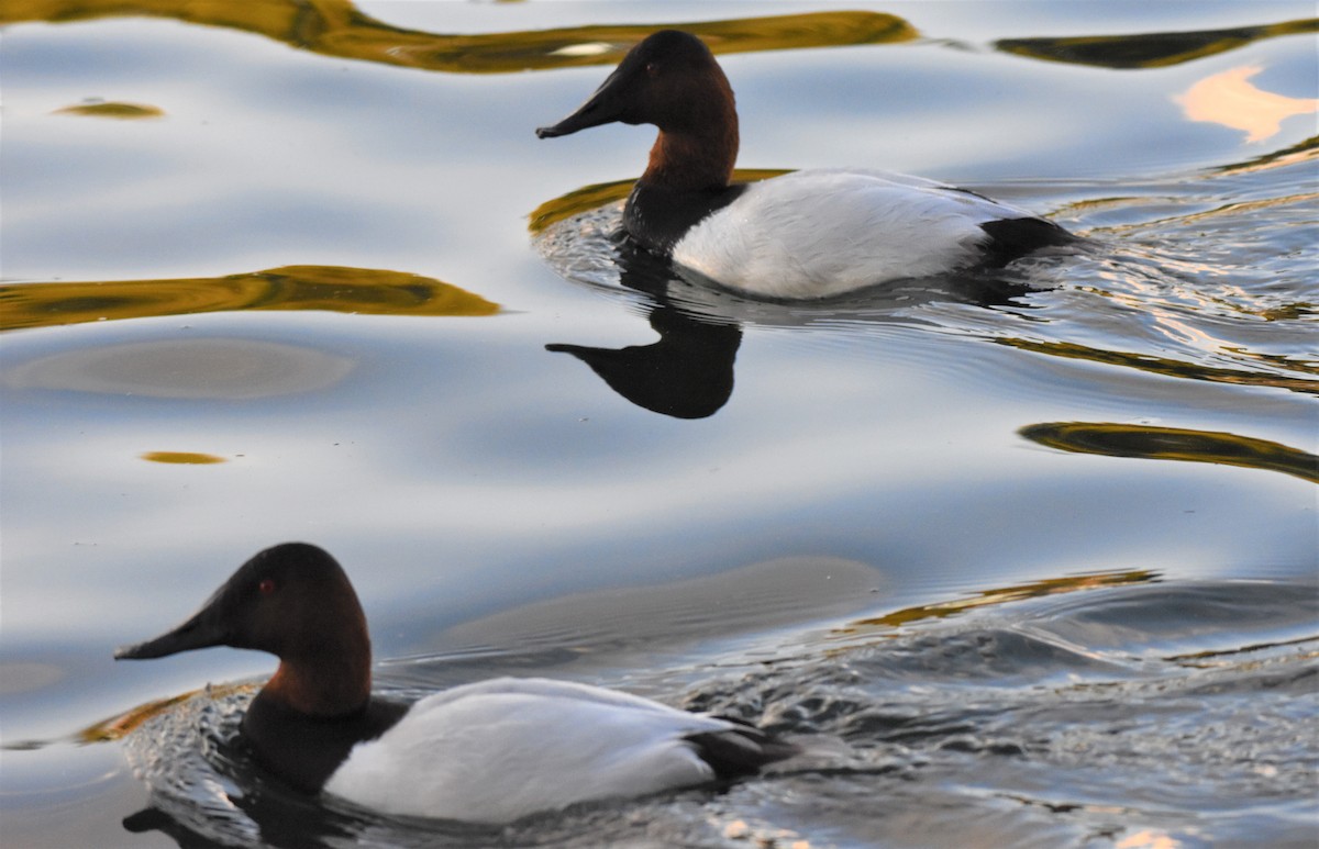 Canvasback - Chris Rohrer