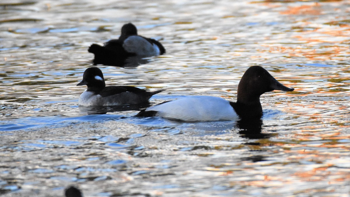 Bufflehead - Chris Rohrer