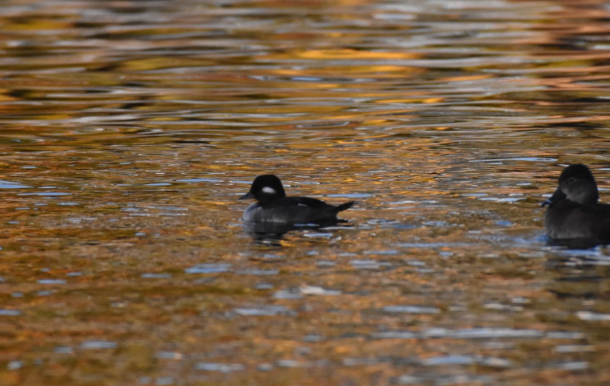 Bufflehead - ML77425881