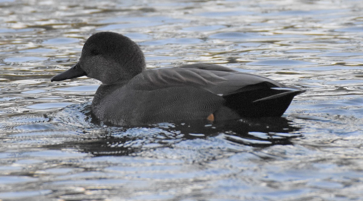 Gadwall - Chris Rohrer