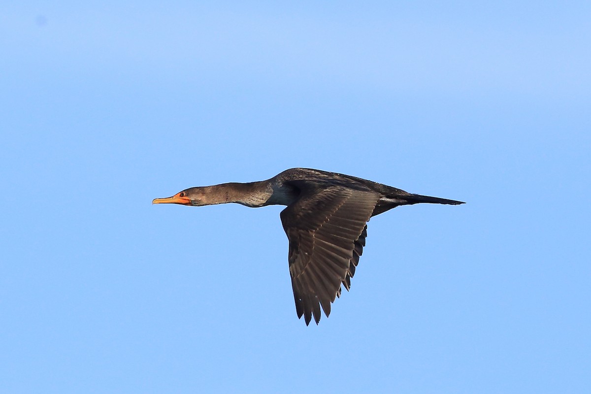 Double-crested Cormorant - John Mercer