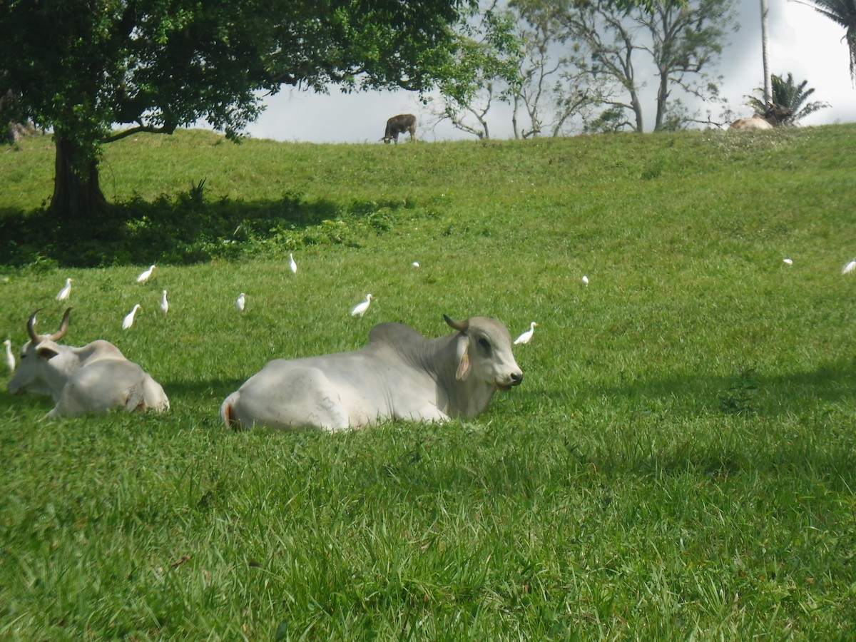 Western Cattle-Egret - ML77428101