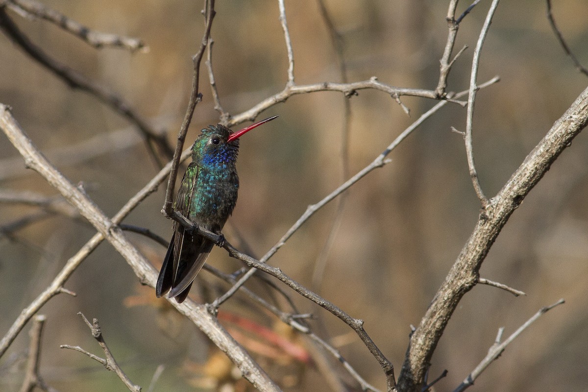 Colibrí Piquiancho de Guerrero - ML77428661