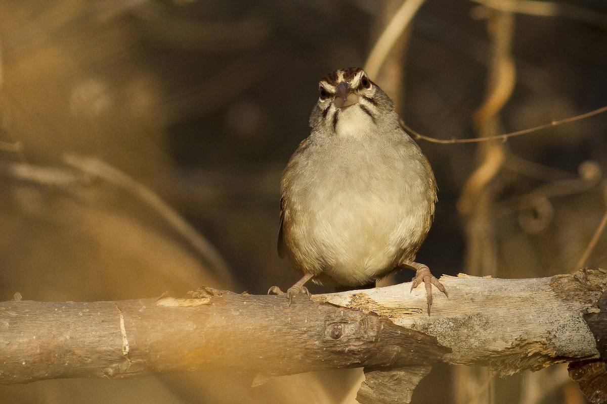 Cinnamon-tailed Sparrow - Jacob Drucker