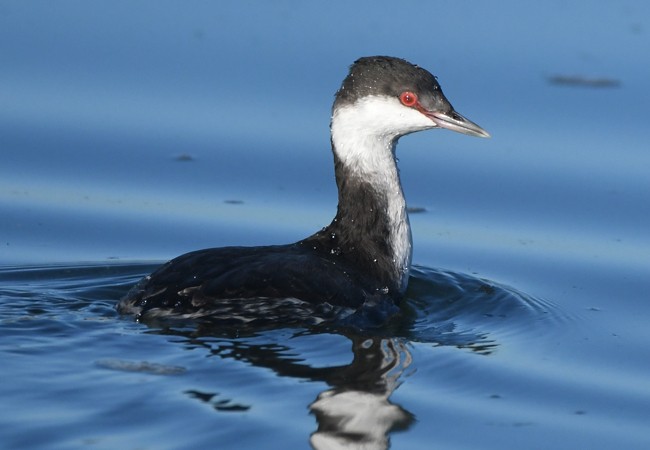 Horned Grebe - MJ OnWhidbey