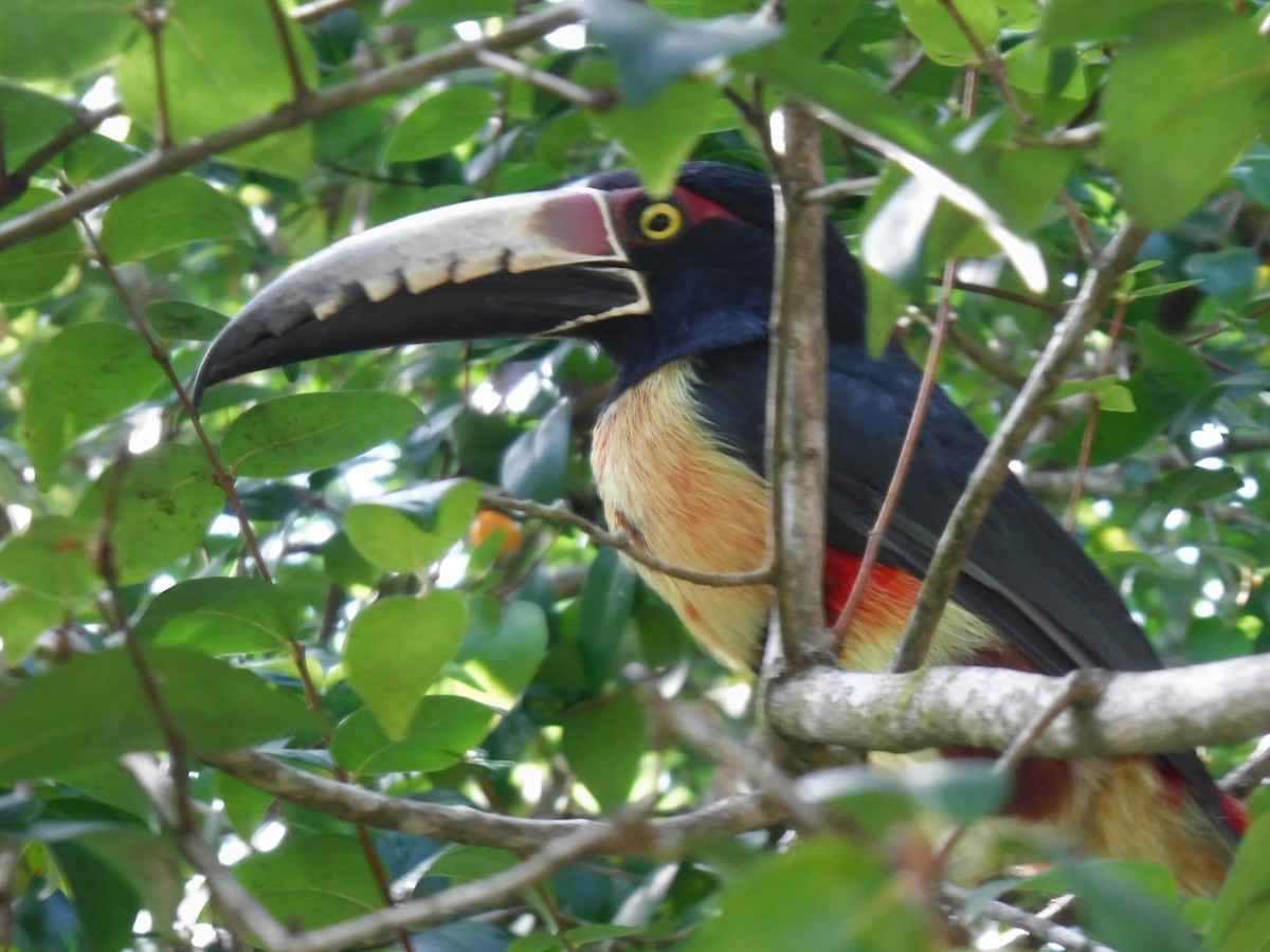 Collared Aracari - ML77429111