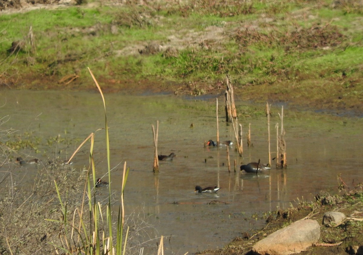 Gallinule d'Amérique - ML77429221