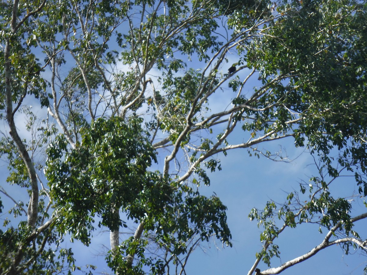 Keel-billed Toucan - ML77429281
