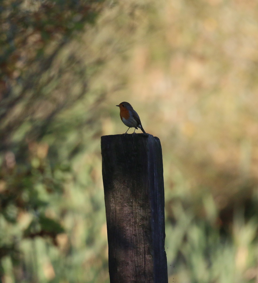 European Robin - ML77430501