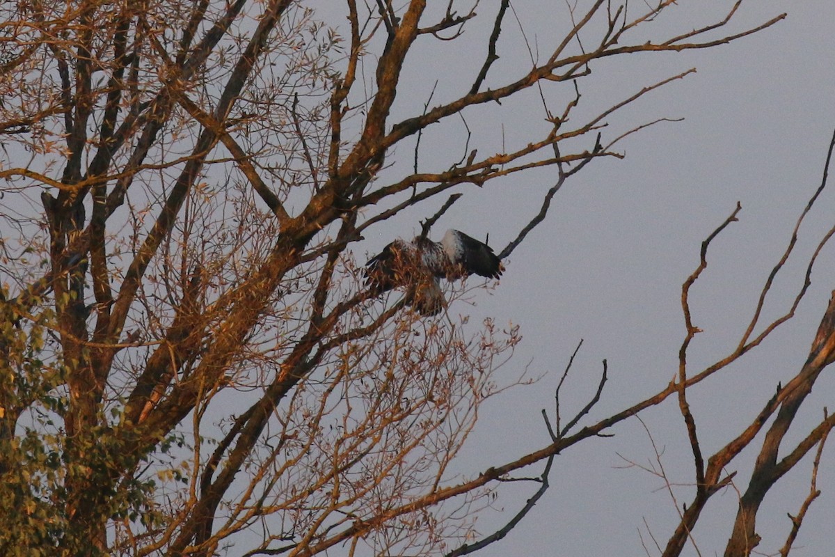 Common Buzzard (Western) - ML77430871