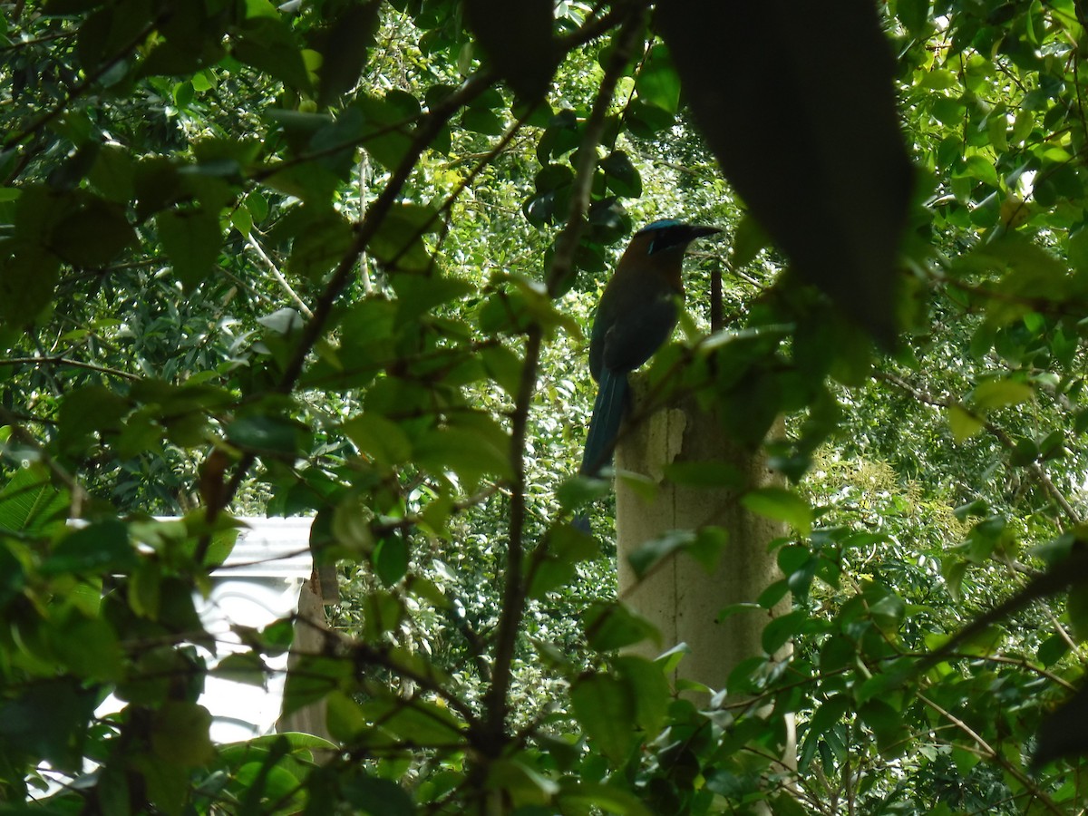Lesson's Motmot - ML77431061