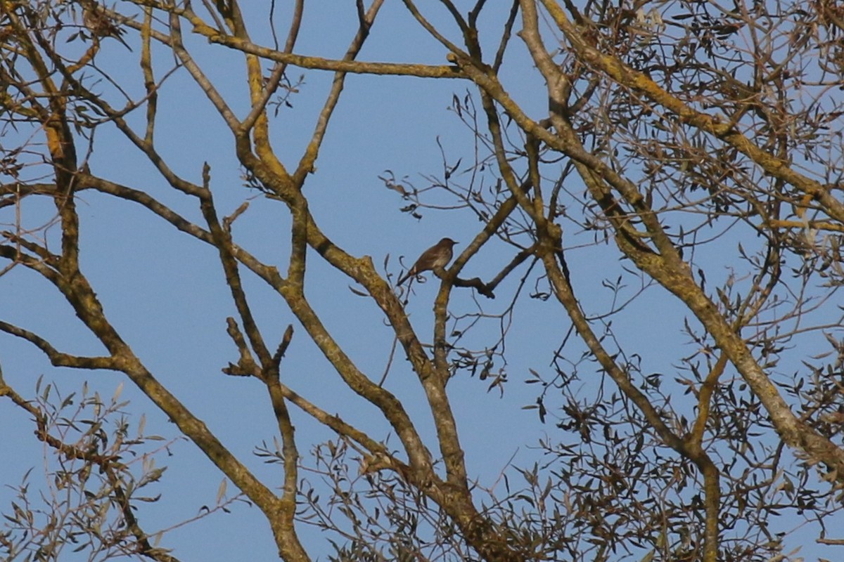 Redwing (Eurasian) - ML77431431