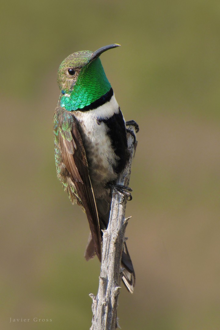 White-sided Hillstar - Javier Gross