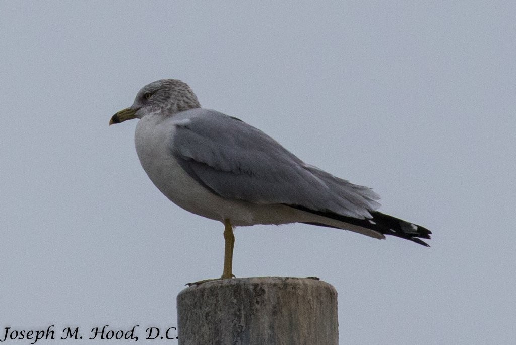 Ring-billed Gull - ML77433381