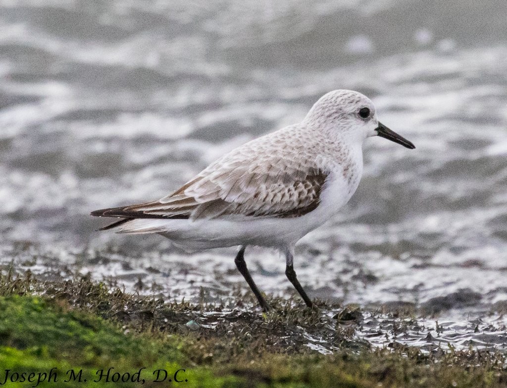 Sanderling - ML77433991