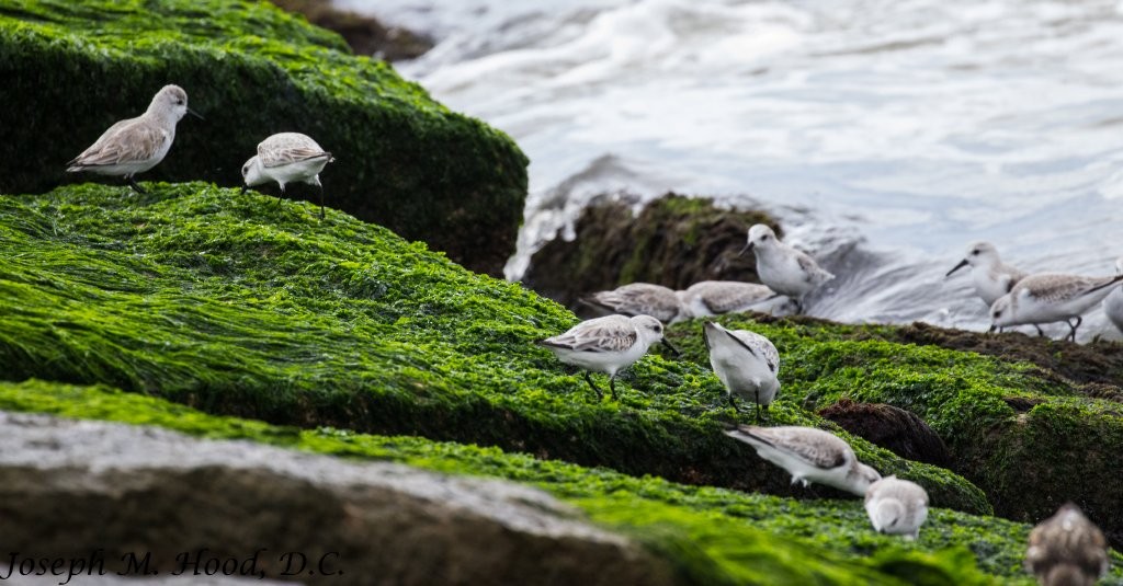 Sanderling - Joseph Hood