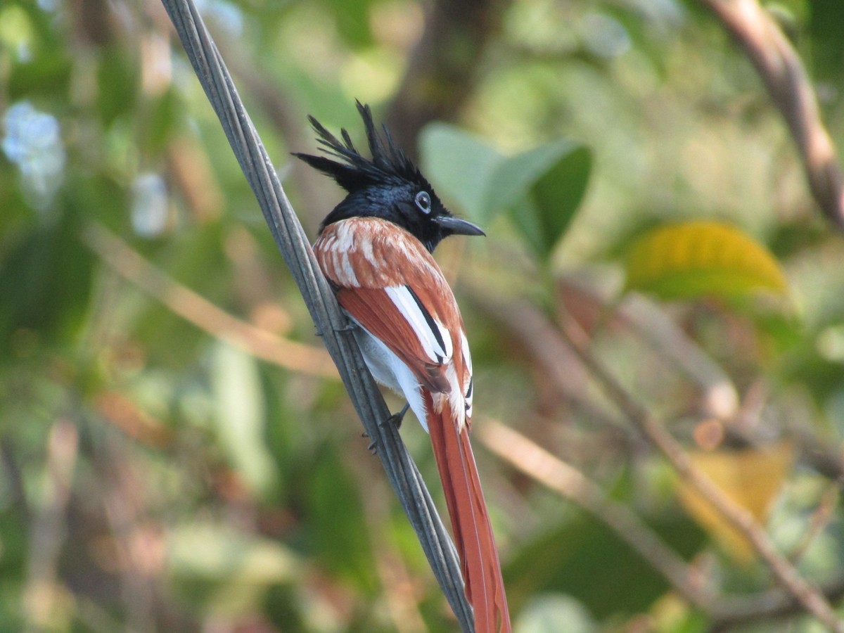 Indian Paradise-Flycatcher - Maxim Rodrigues K