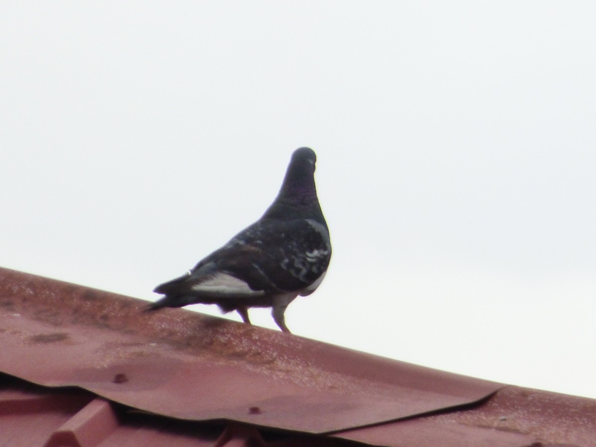 Rock Pigeon (Feral Pigeon) - Mario Reyes Jr