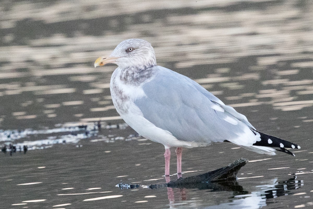 Herring Gull - ML77434951