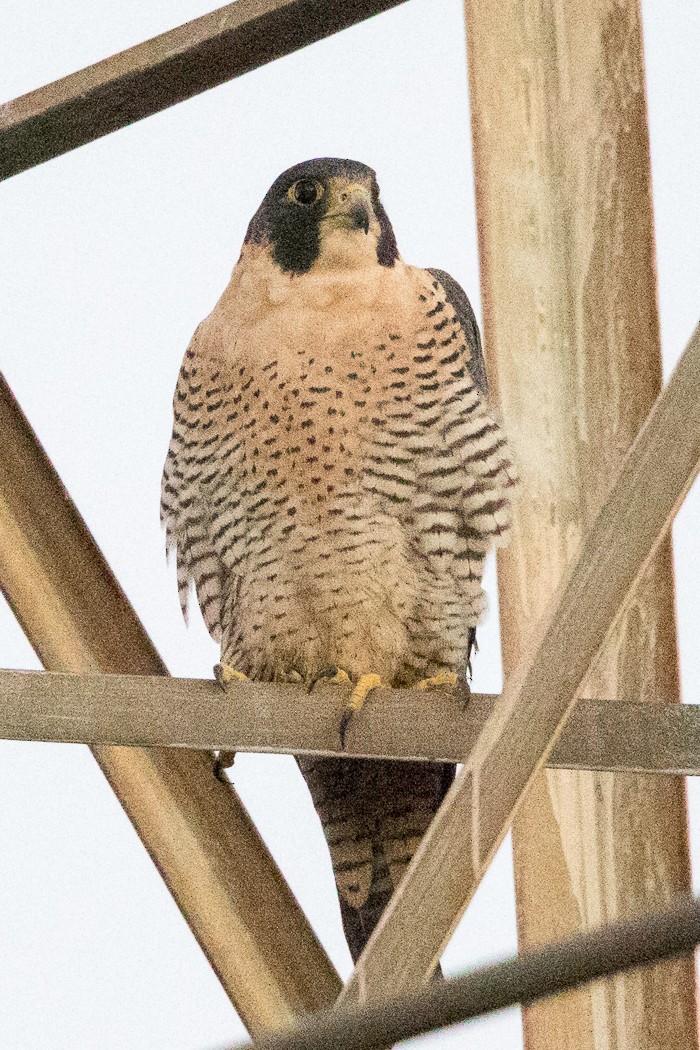 Peregrine Falcon - ML77434981