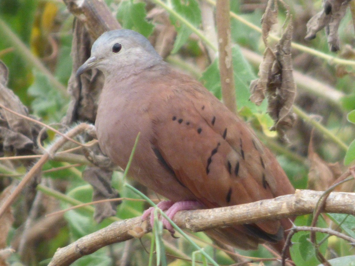 Ruddy Ground Dove - ML77435071