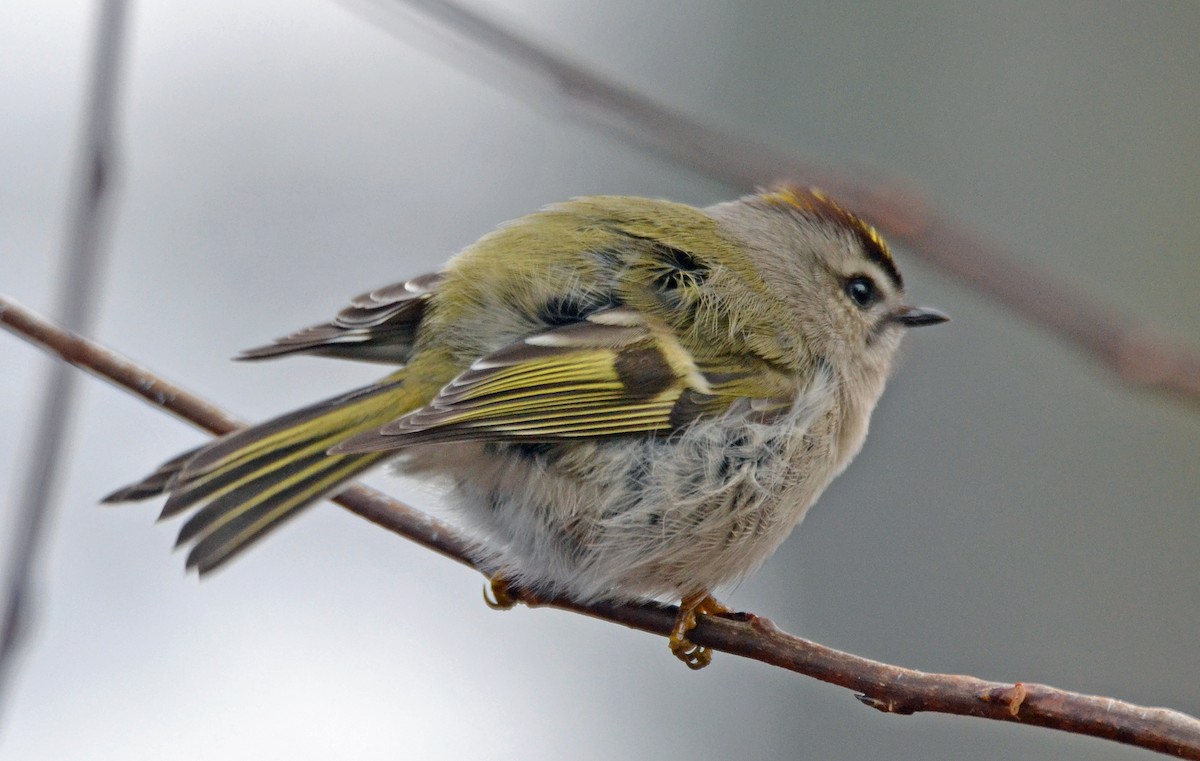 Golden-crowned Kinglet - Michael J Good