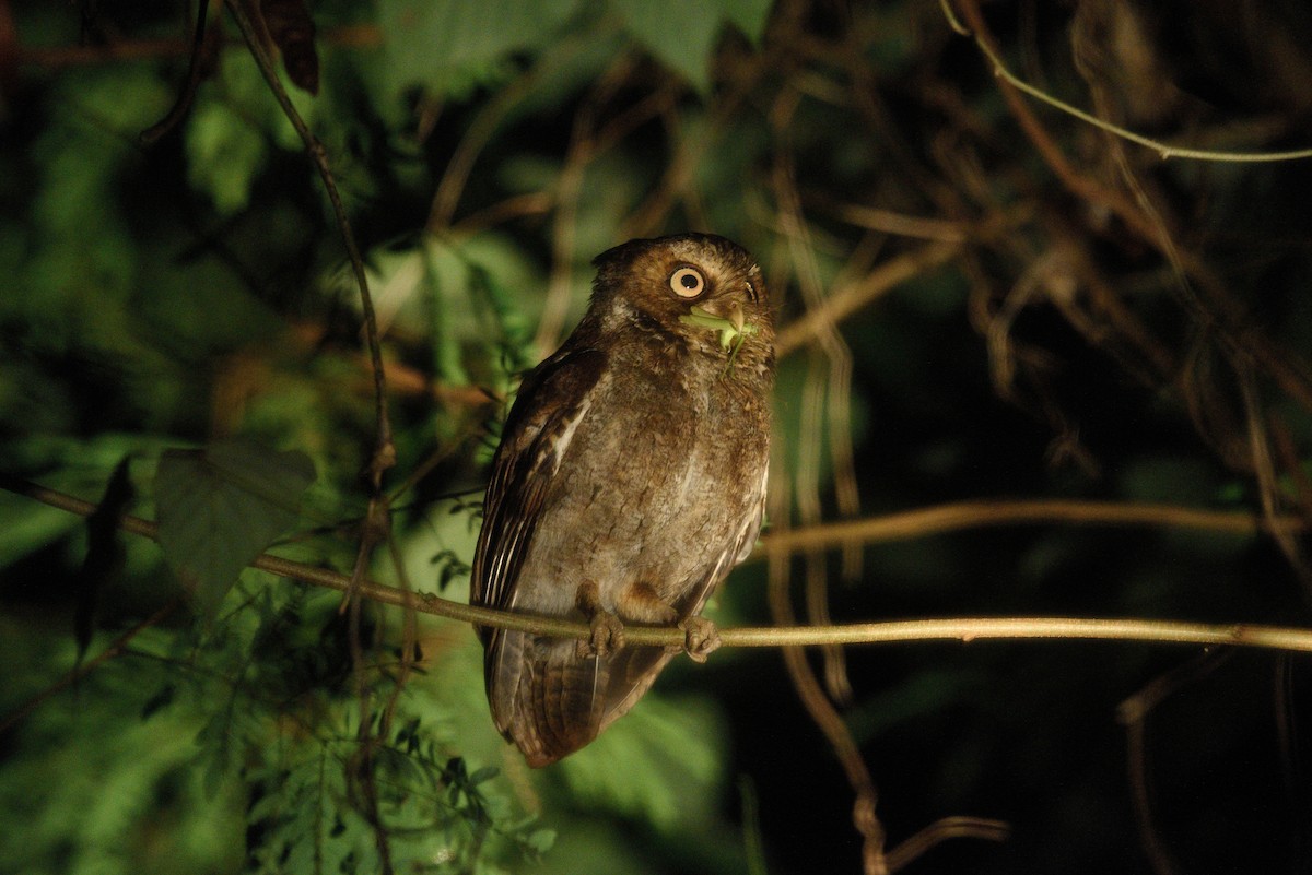 Mountain Scops-Owl - Lee-Lien WANG