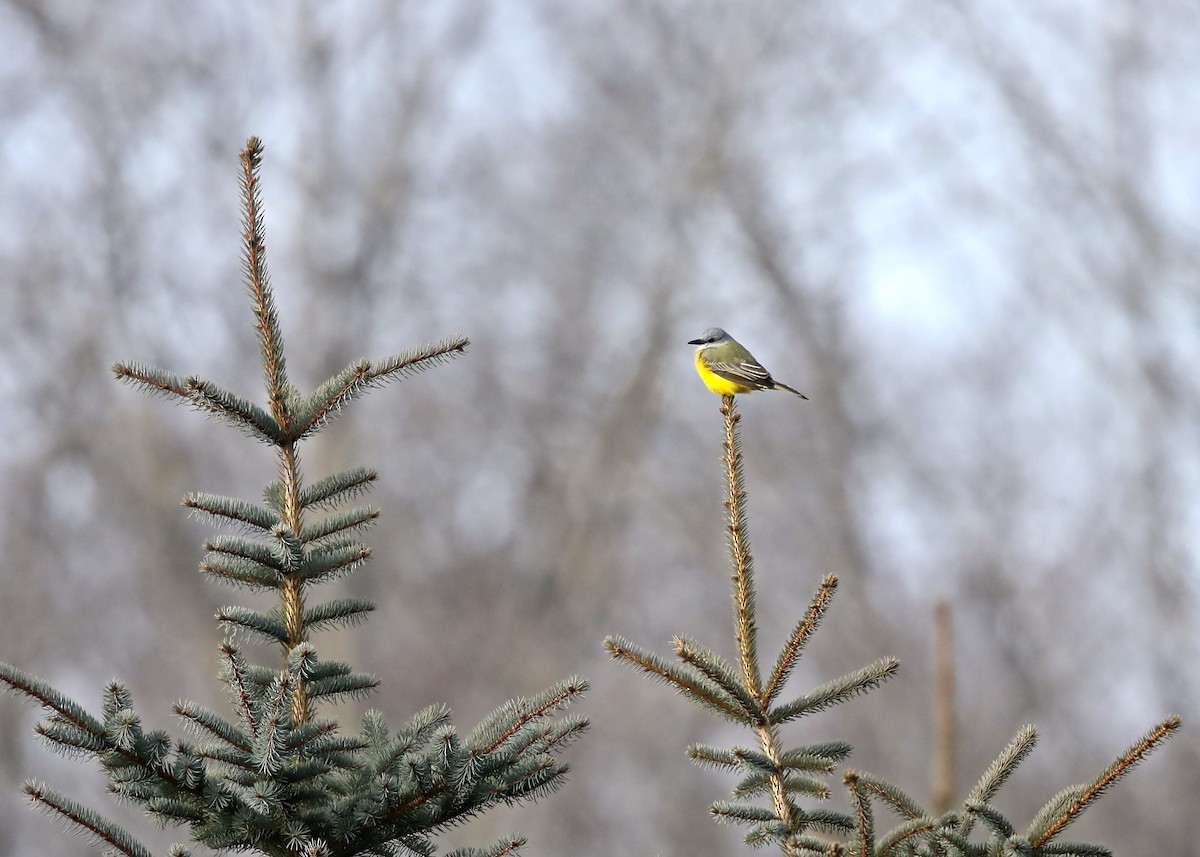 eBird Checklist - 3 Dec 2017 - stakeout Couch's Kingbird, Posen (2017 ...