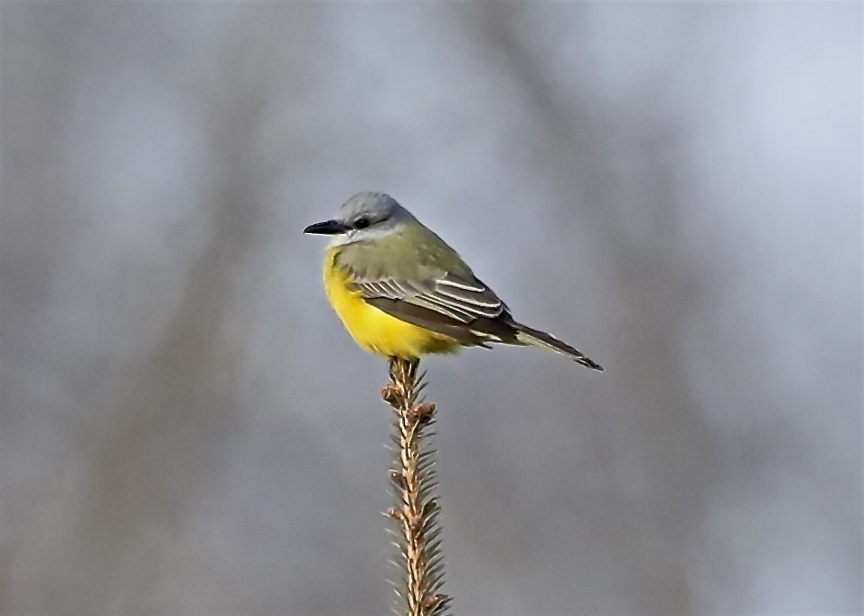 Couch's Kingbird - ML77439291